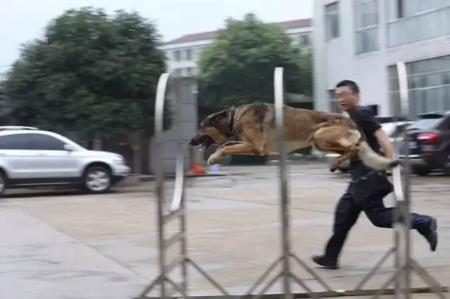 为什么大前锋在比赛中需要特别的体能训练?_2
